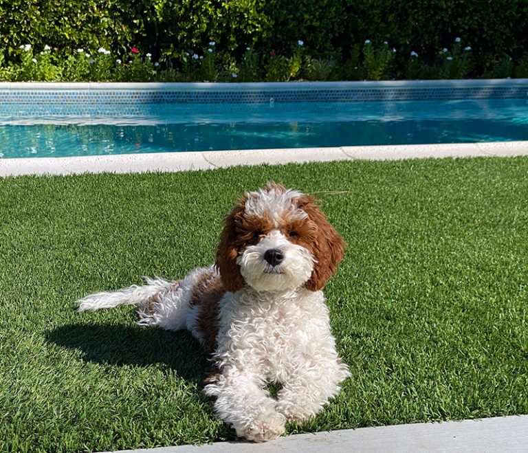 Dog Days in Palm Springs - Pet Friendly Hotels • Dog friendly hotels in Palm Springs, CA